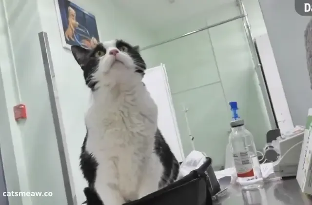 The 8 most common diseases of cats The 8 most common diseases of cats