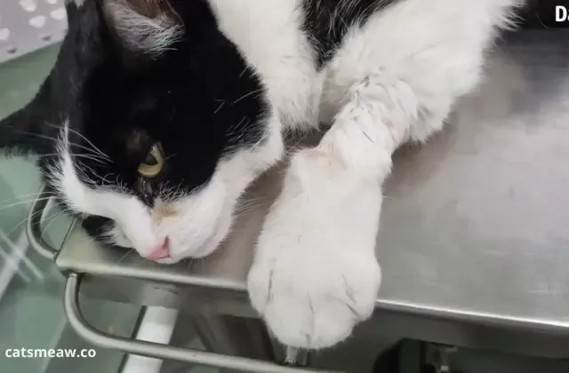 The 8 most common diseases of cats The 8 most common diseases of cats