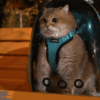 Best Guide for Choosing the Perfect Cat Backpack