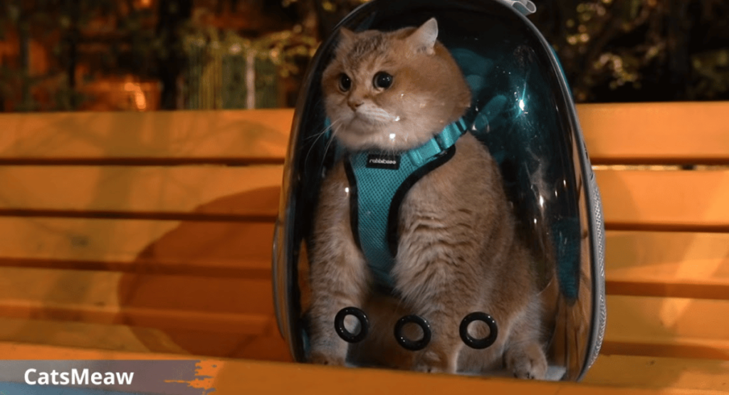 Best Guide for Choosing the Perfect Cat Backpack