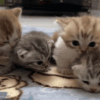 Best Time to Separate Kittens From Their Mother
