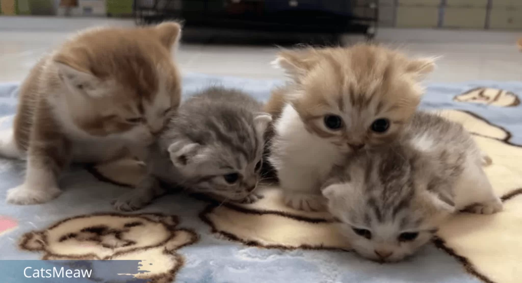 Best Time to Separate Kittens From Their Mother