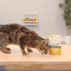 Cat Supplements Enhance Your Cat's Quality of Life