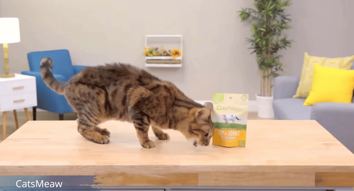 Cat Supplements Enhance Your Cat's Quality of Life