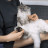 Hair Loss in Cats Best Guide for managing Your Feline Alopecia