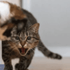 How to Prevent Your Cat's Attack