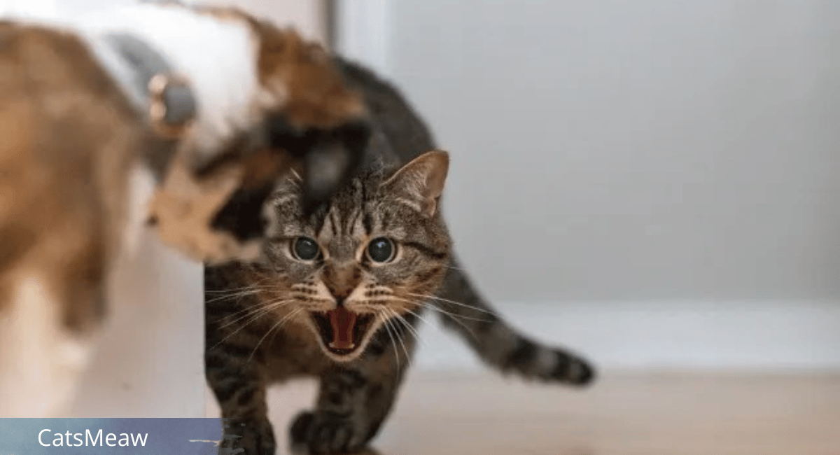 How to Prevent Your Cat's Attack