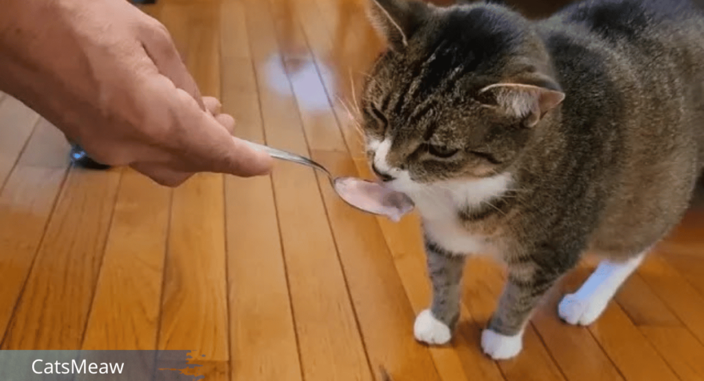 Is It safe to Feed yogurt to Your Cat