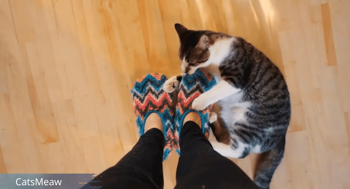 6 Raisons Why Your Cat Attacks Your Feet