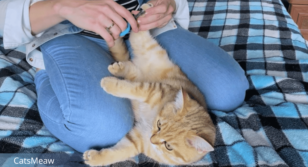 The Safest Guide to Trimming Your Cat's Nails