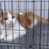 8 Things to Know Before Adopting a Cat or Kitten