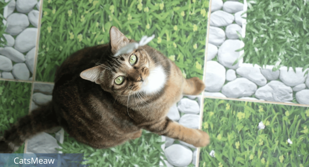 Best Tips for Safely Letting Cats Outside