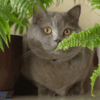 Cat-Friendly Houseplants Which Ones Are Safe for Cats