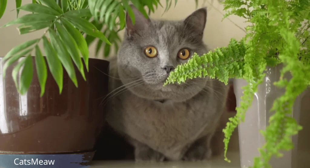 Cat-Friendly Houseplants Which Ones Are Safe for Cats