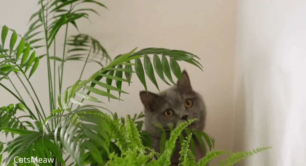 Cat-Friendly Houseplants Which Ones Are Safe for Cats