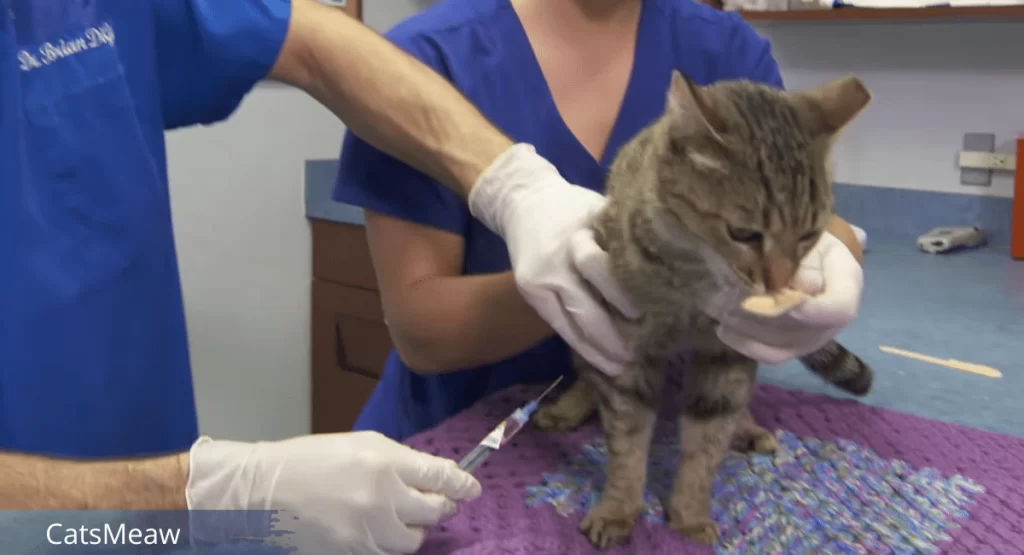 Cat Vaccinations Ensuring a Long and Healthy Life for Your Feline