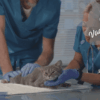 Cat Vaccinations Ensuring a Long and Healthy Life for Your Feline