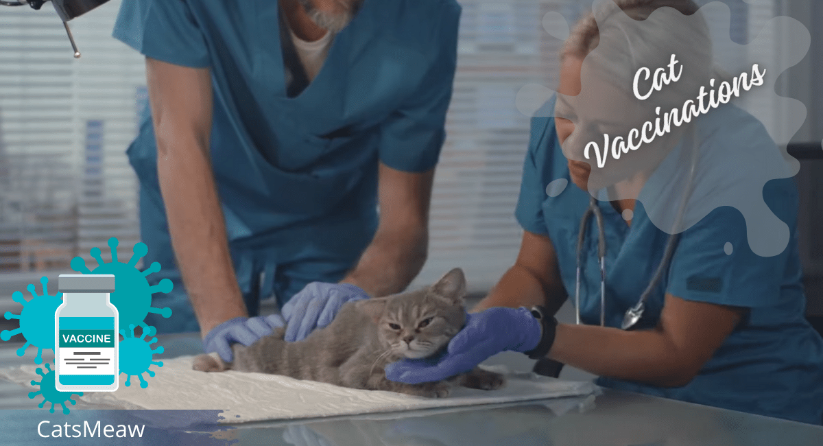 Cat Vaccinations Ensuring a Long and Healthy Life for Your Feline