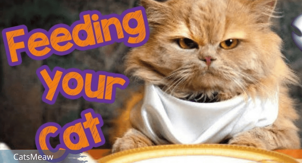 Feeding Your Cat Essential Tips for a Healthy Feline