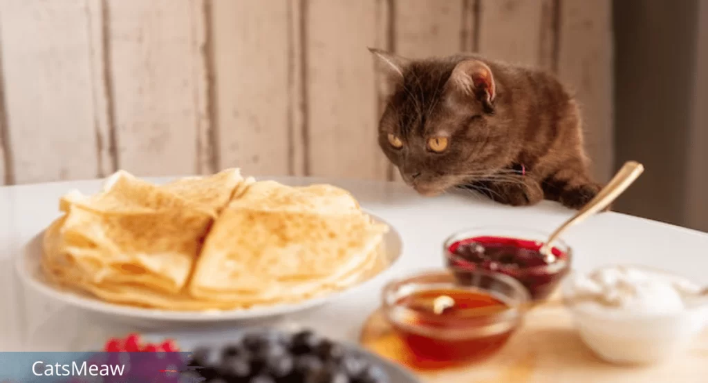 Homemade Cat Food A Guide to Delicious and Healthy Meals