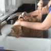 How to Bathe a Cat