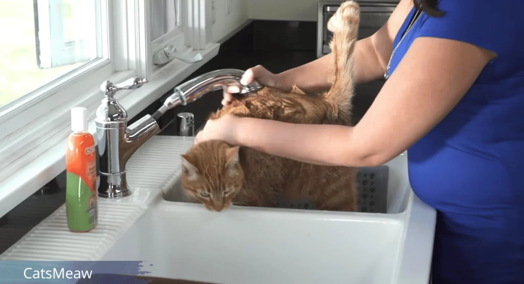 How to Bathe a Cat