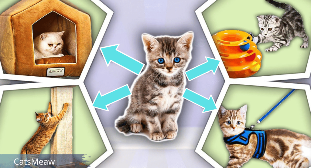 New Kitten Checklist Best Essentials for your Feline