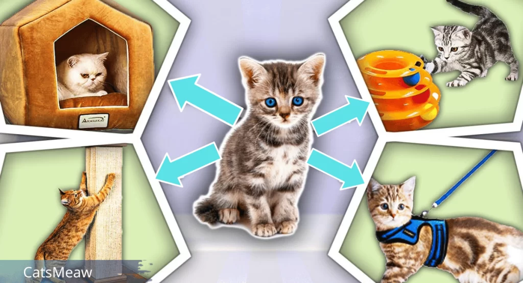 New Kitten Checklist Best Essentials for your Feline