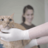 Regular Veterinary Check-ups for Cats