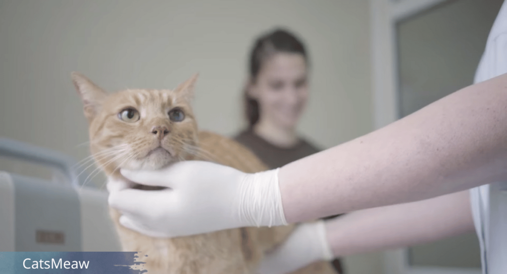 Regular Veterinary Check-ups for Cats