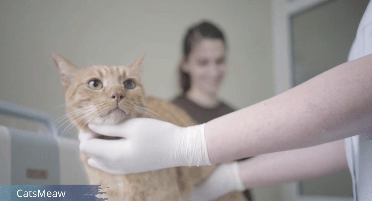 The Importance of Regular Veterinary Check-ups for Cats - CatsMeaw