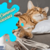 The Most Common Cat Diseases