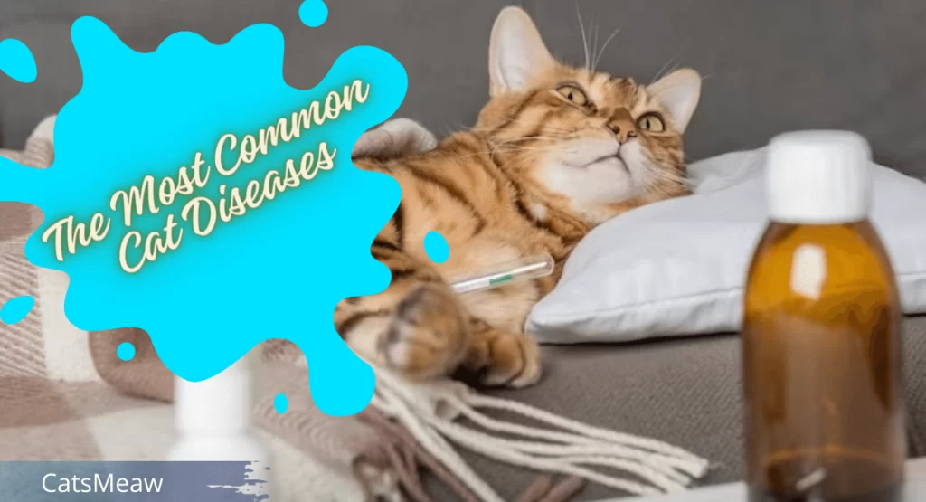 The Most Common Cat Diseases