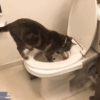 Toilet Training Your Cat