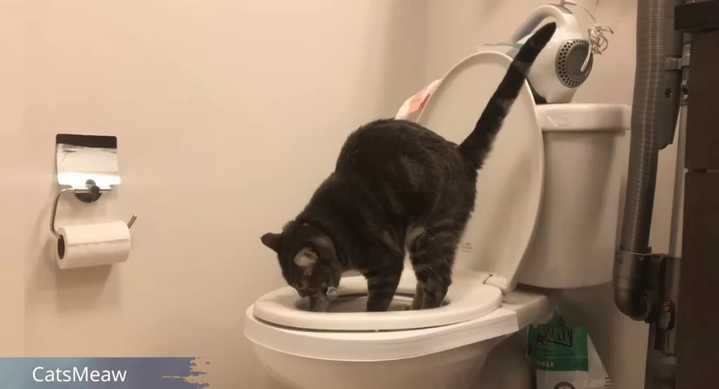 Toilet Training Your Cat