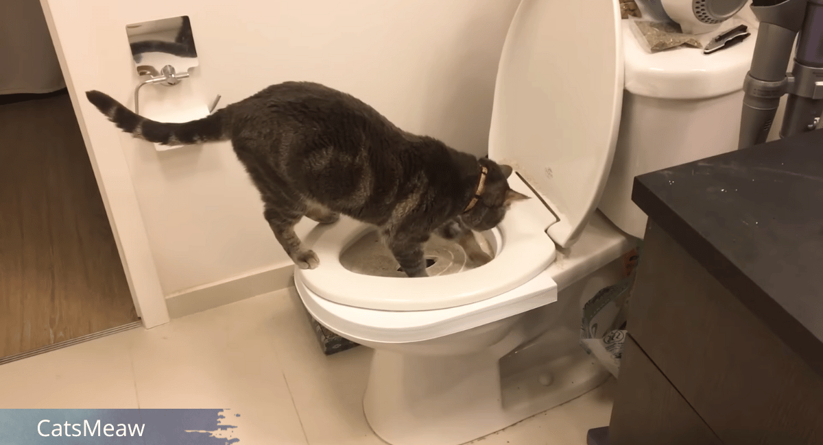 Toilet Training Your Cat