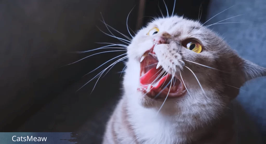 Understanding The Causes of Cat Hissing