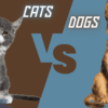 5 Ultimate Reasons Why Cats Are Better Than Dogs