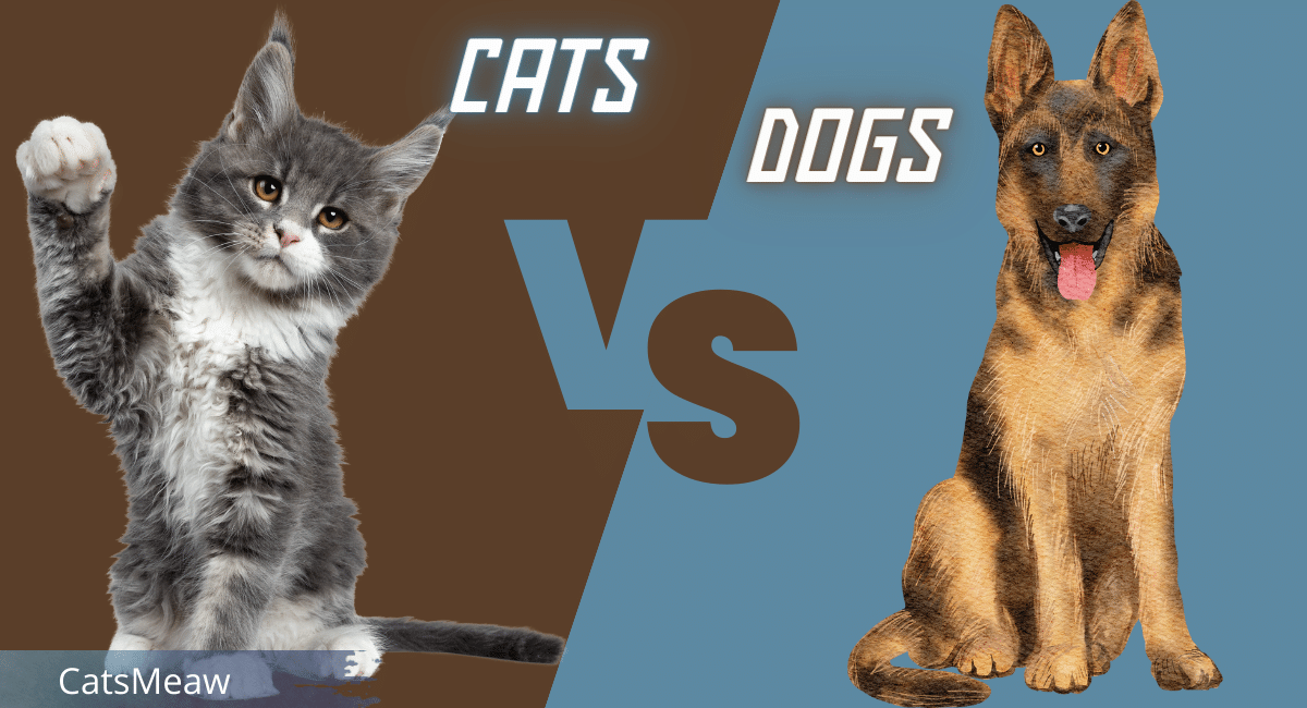 5 Ultimate Reasons Why Cats Are Better Than Dogs