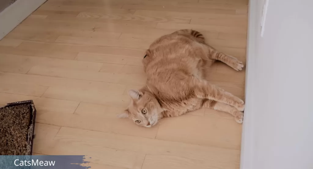 6 Reasons Why Your Cat Rolls on Back