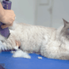 Best 5 Tips on How to Shave a Cat