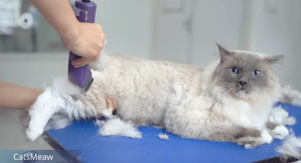 Best 5 Tips on How to Shave a Cat