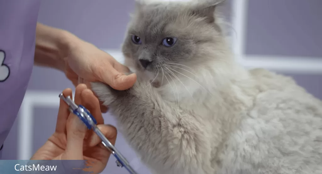 Best 5 Tips on How to Shave a Cat