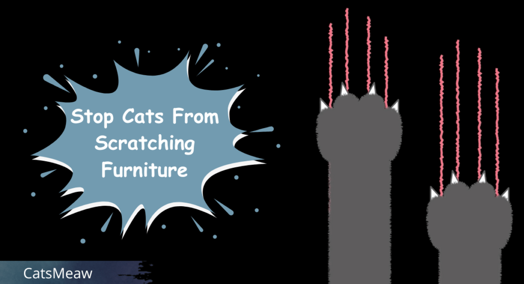 Best Tips To Stop Cats From Scratching Furniture