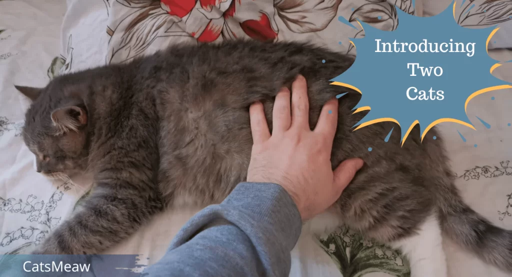 Best Tips for Managing a Cat in Heat