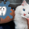 Brushing Your Cat's Teeth Essential Tips and Top Benefits