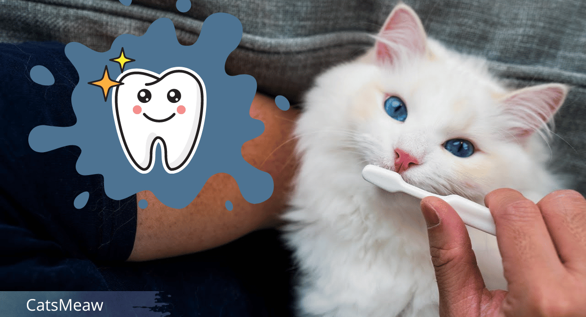 Brushing Your Cat's Teeth Essential Tips and Top Benefits