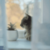 Cat Abortion Methods Safe Practices Explained