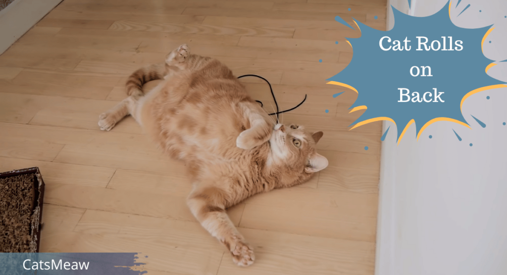 6 Reasons Why Your Cat Rolls on Back