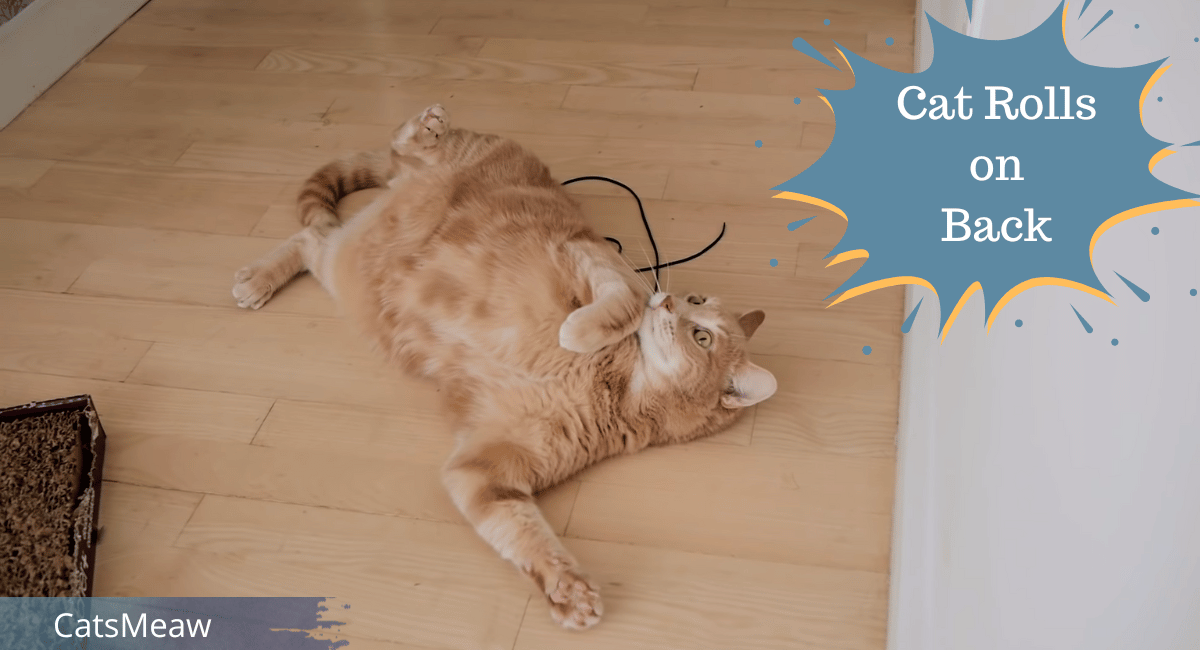 6 Reasons Why Your Cat Rolls on Back